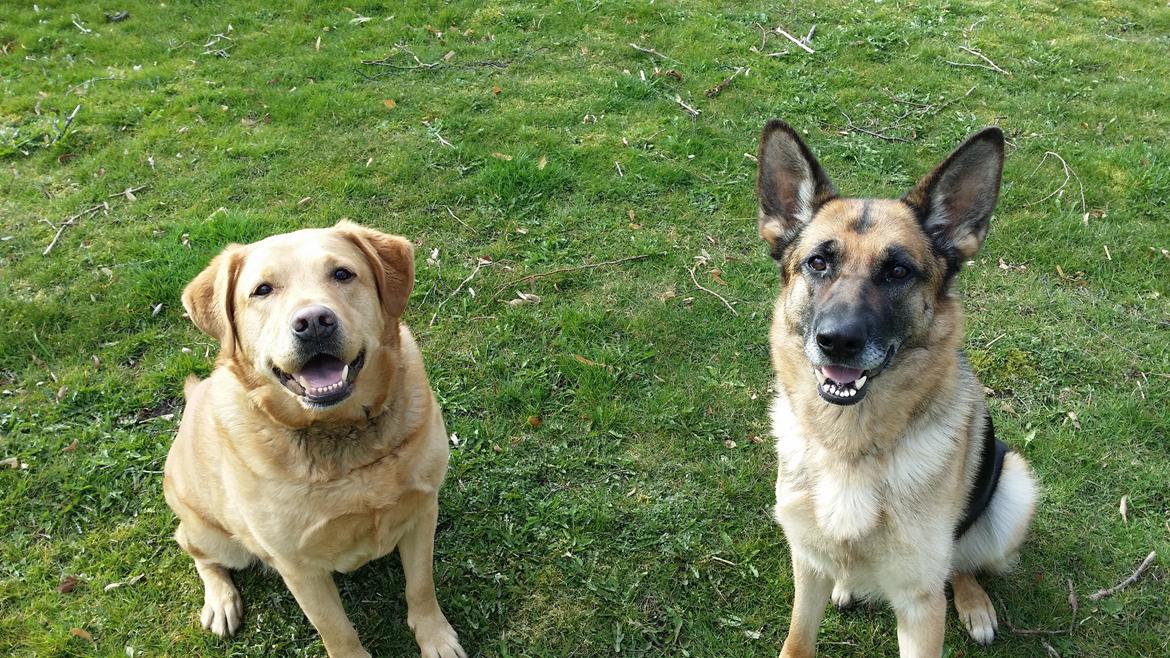 Blanding af racer Diego  - Diego og tika  billede 5