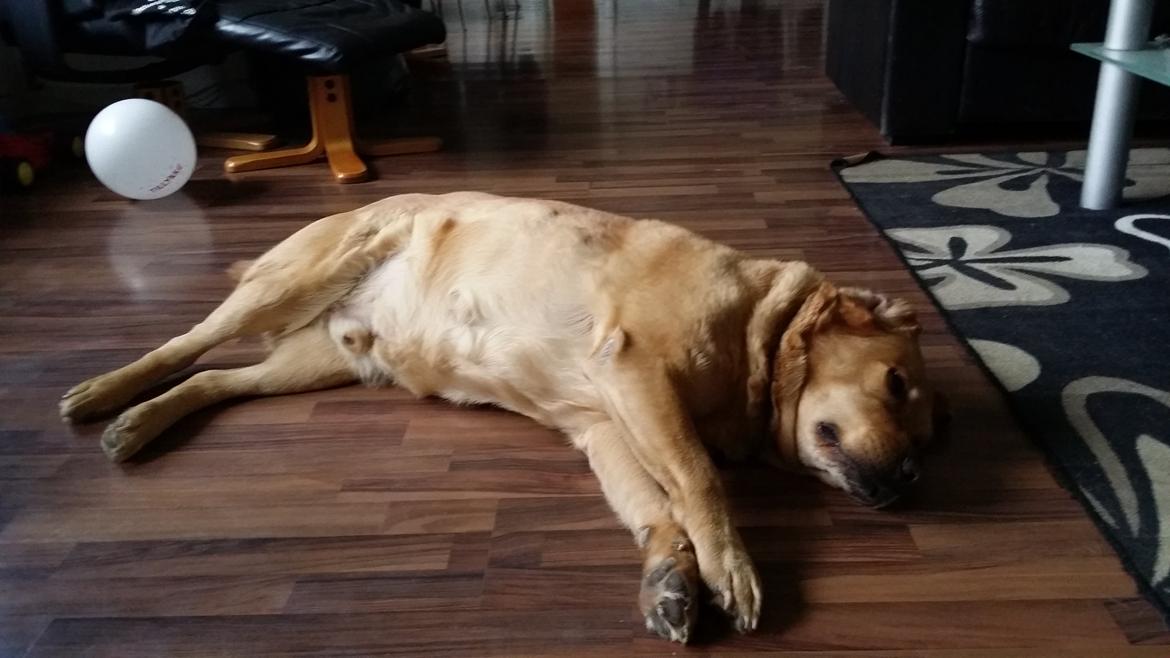 Blanding af racer Diego  - sove tryne :) billede 6