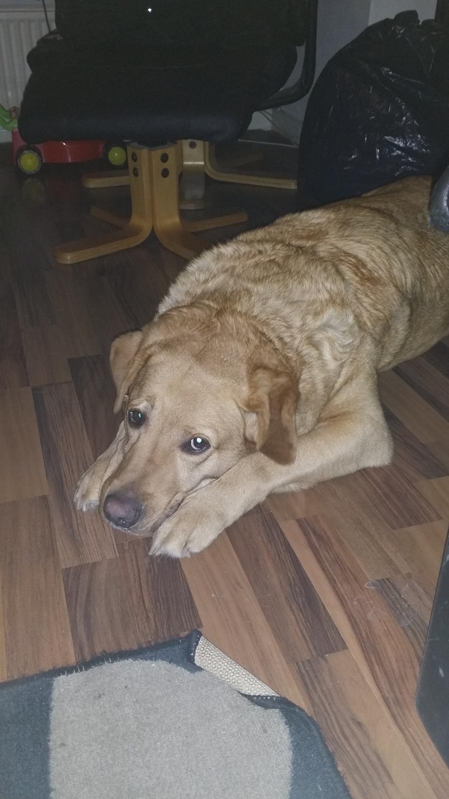 Blanding af racer Diego  - årh gamle dreng  billede 8