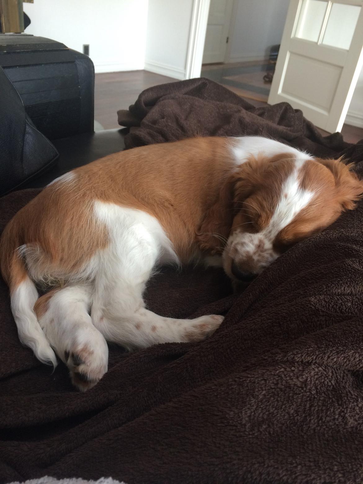 Welsh springer spaniel ELEGANCE ( NALA ) billede 3