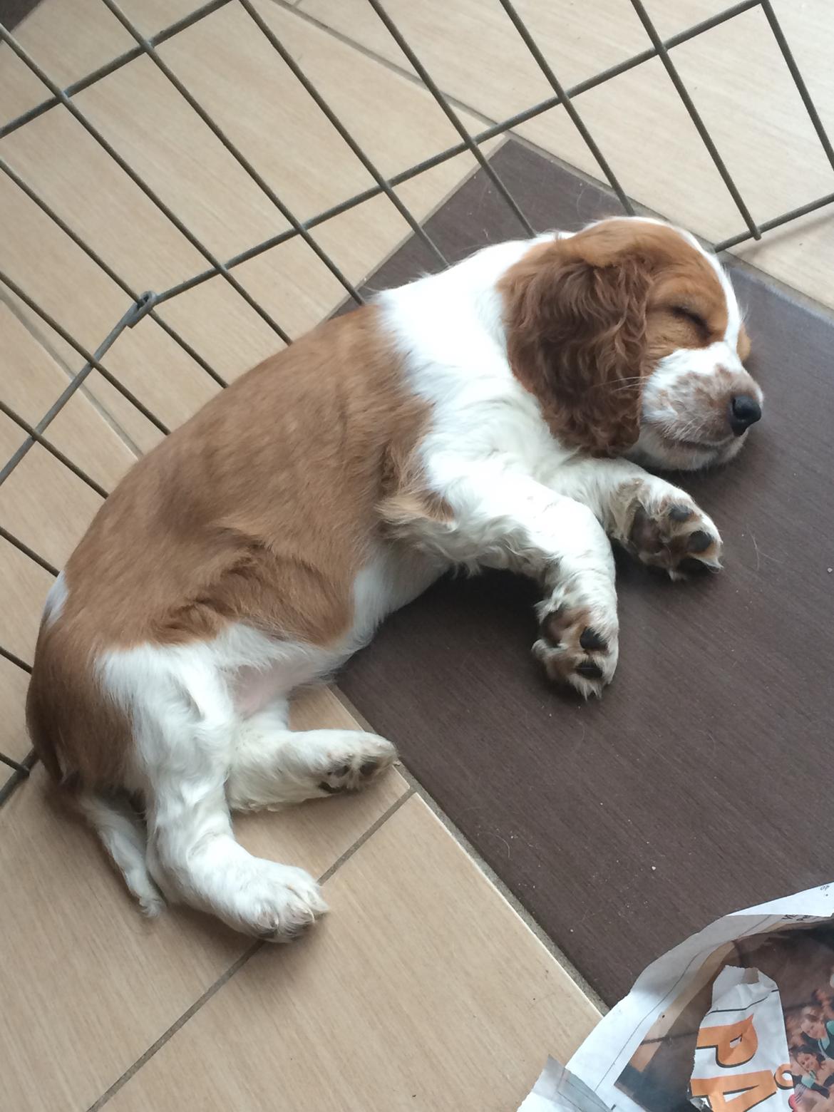 Welsh springer spaniel ELEGANCE ( NALA ) - Min lille baby er træt. billede 2