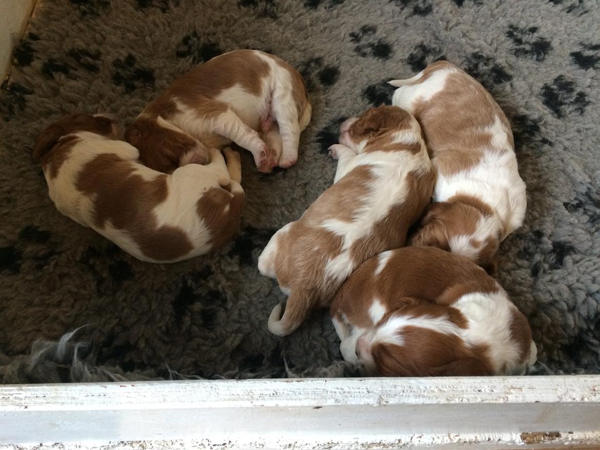 Welsh springer spaniel ELEGANCE ( NALA ) - Da hun var en uge gammel. Første gang vi så hende.  billede 4