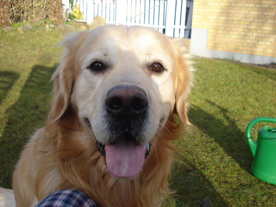 Golden retriever Victor Farmer Hills - Når Victor har det godt billede 2