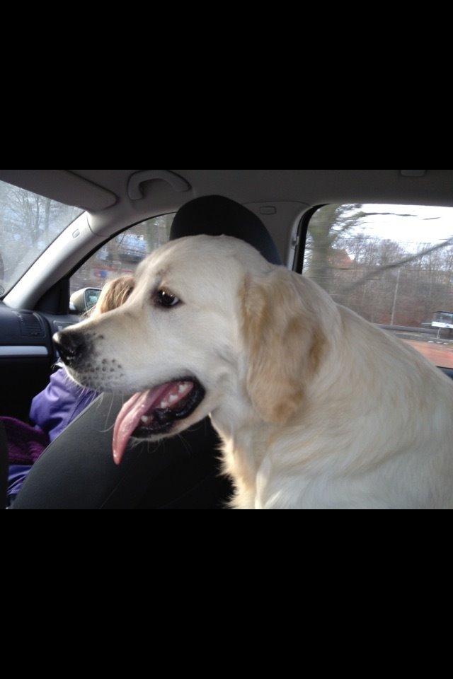 Golden retriever Victor Farmer Hills - Victor som større hvalp billede 4