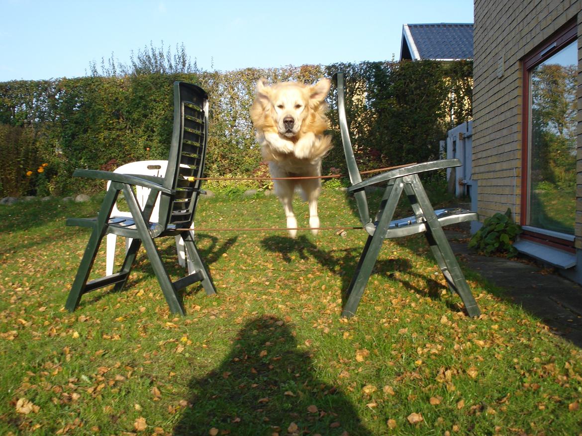 Golden retriever Victor Farmer Hills - Hunden på billedet har talent billede 5