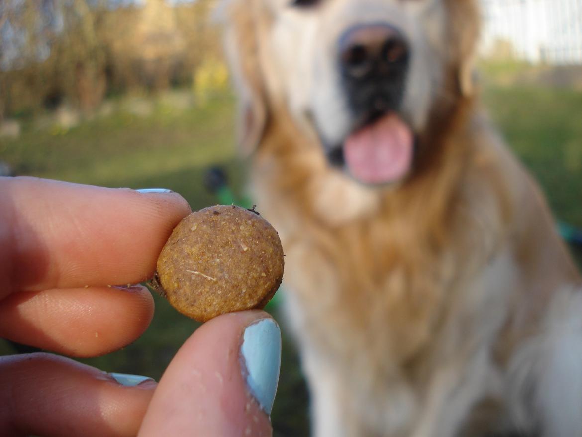 Golden retriever Victor Farmer Hills - Når man er fokuseret billede 3