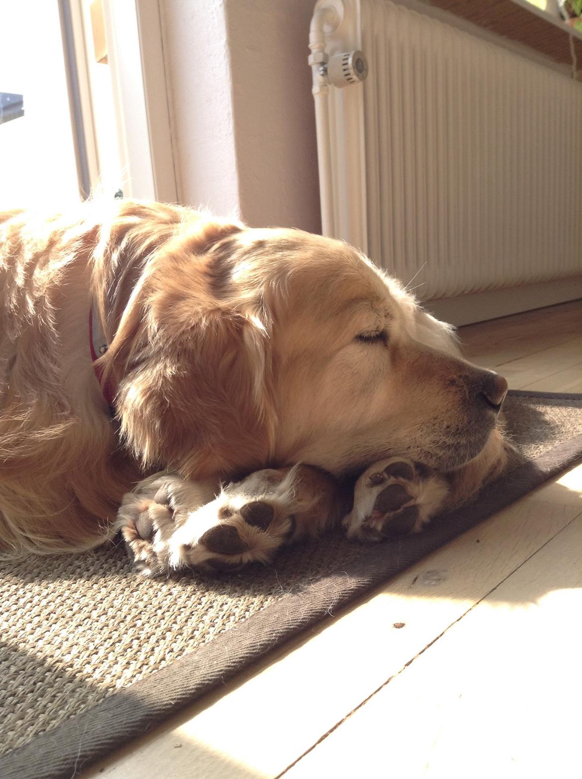 Golden retriever Victor Farmer Hills - Når Victor er træt efter en springtur og det dejlige vejr billede 7