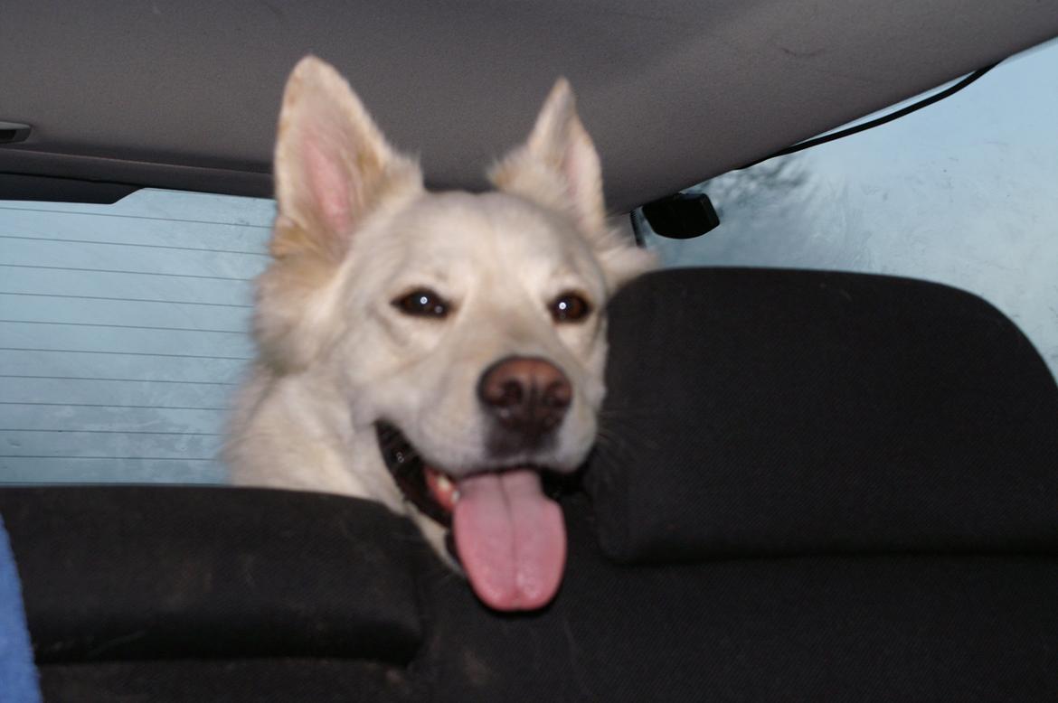 Blanding af racer Abby (Samojed/schæfer Blanding) billede 30