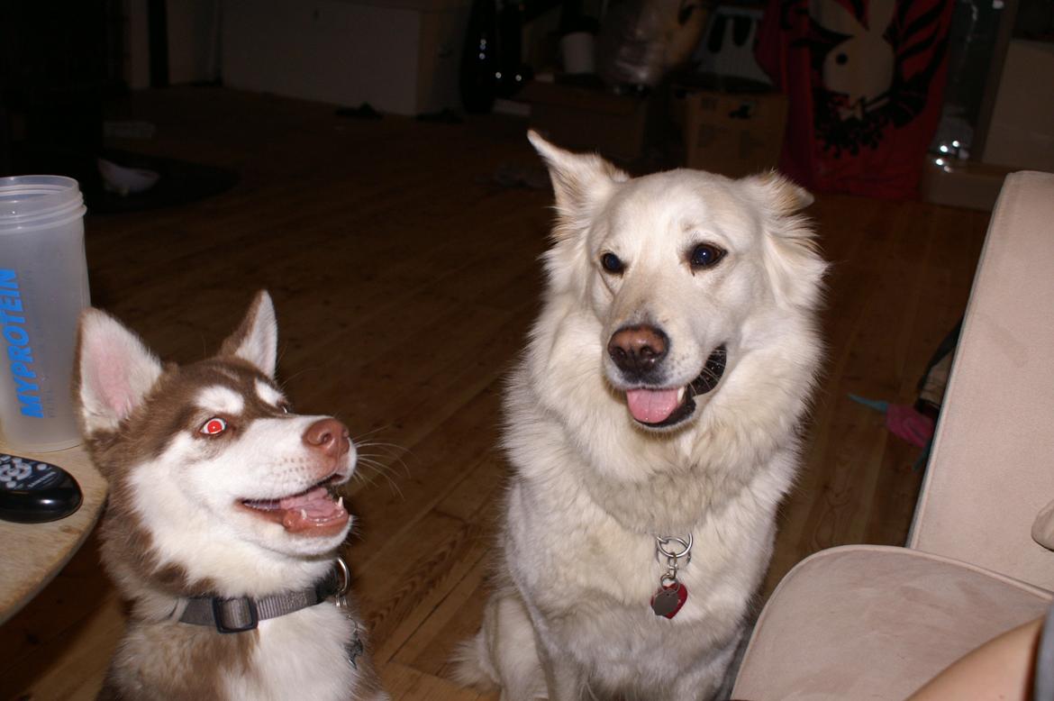 Blanding af racer Abby (Samojed/schæfer Blanding) billede 32