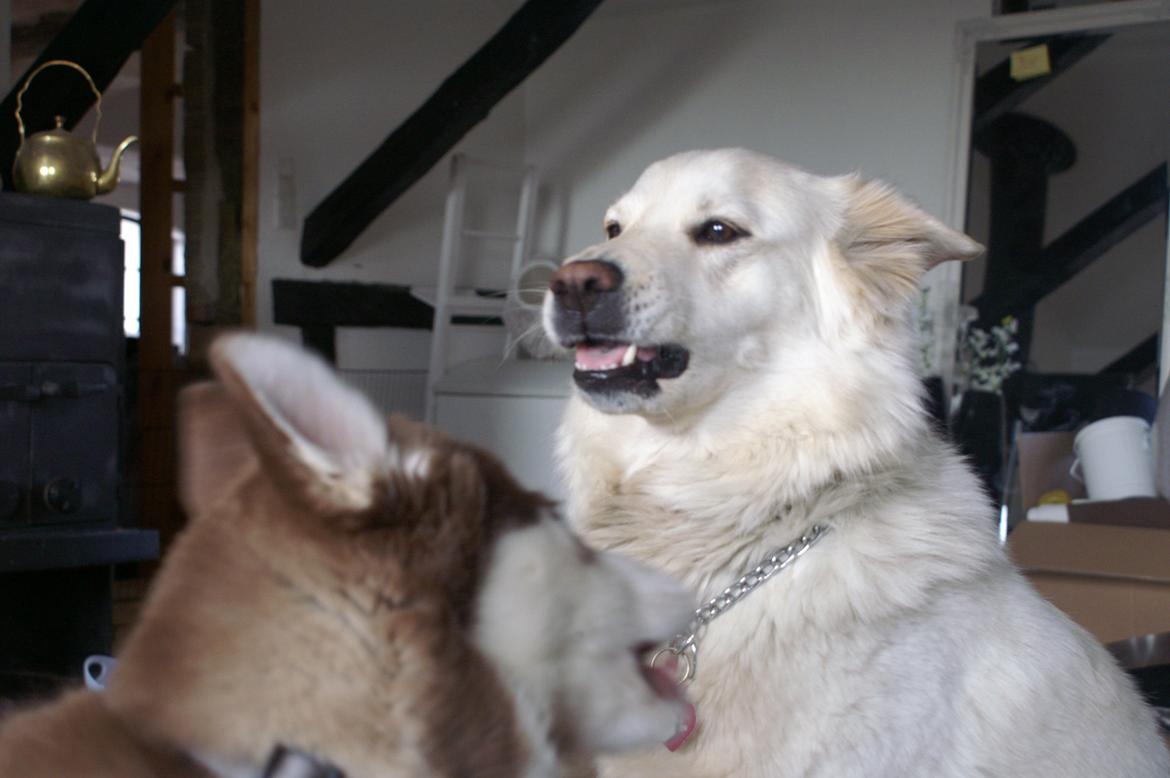 Blanding af racer Abby (Samojed/schæfer Blanding) billede 33