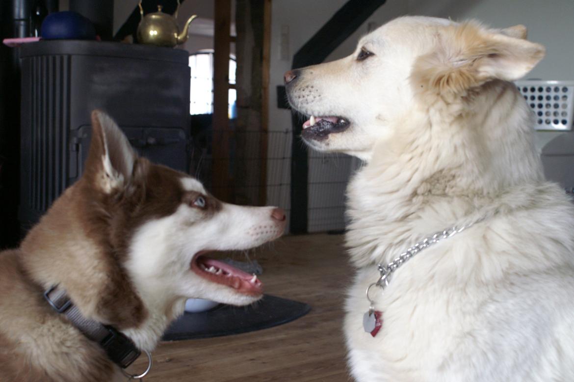 Blanding af racer Abby (Samojed/schæfer Blanding) billede 34