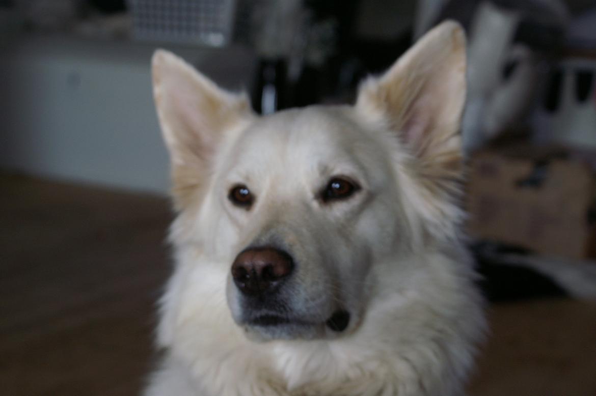 Blanding af racer Abby (Samojed/schæfer Blanding) billede 35