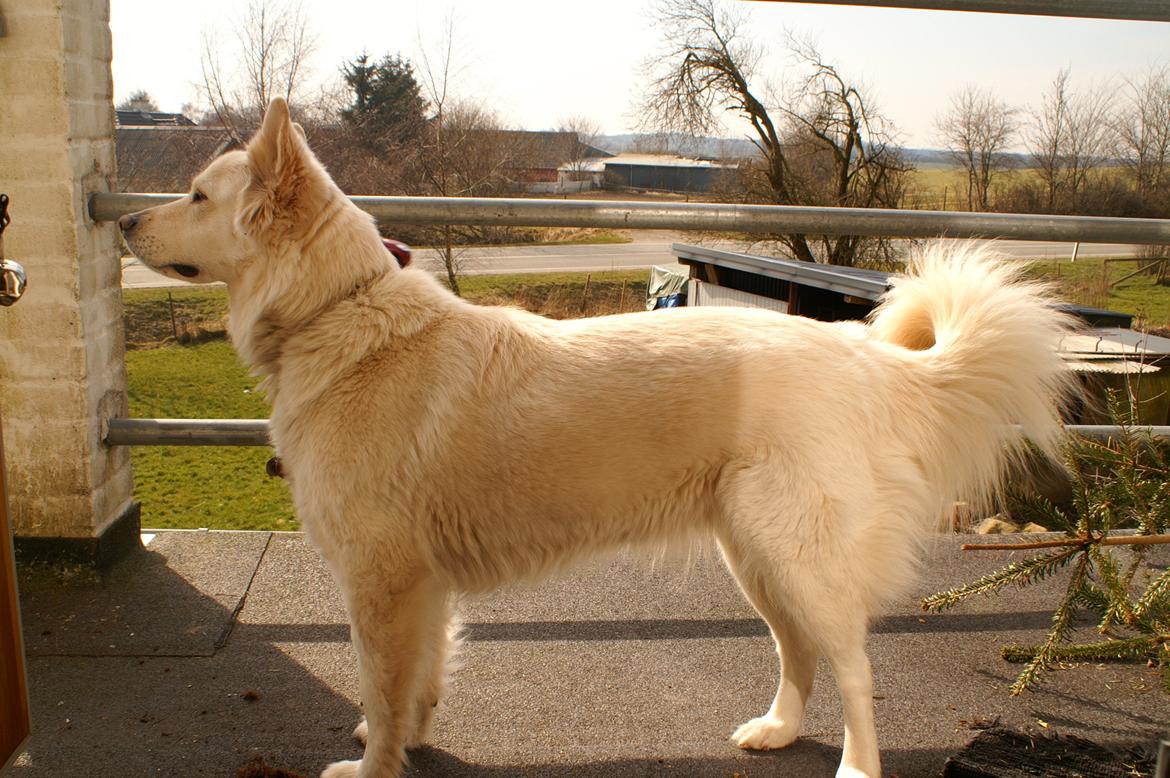 Blanding af racer Abby (Samojed/schæfer Blanding) billede 38