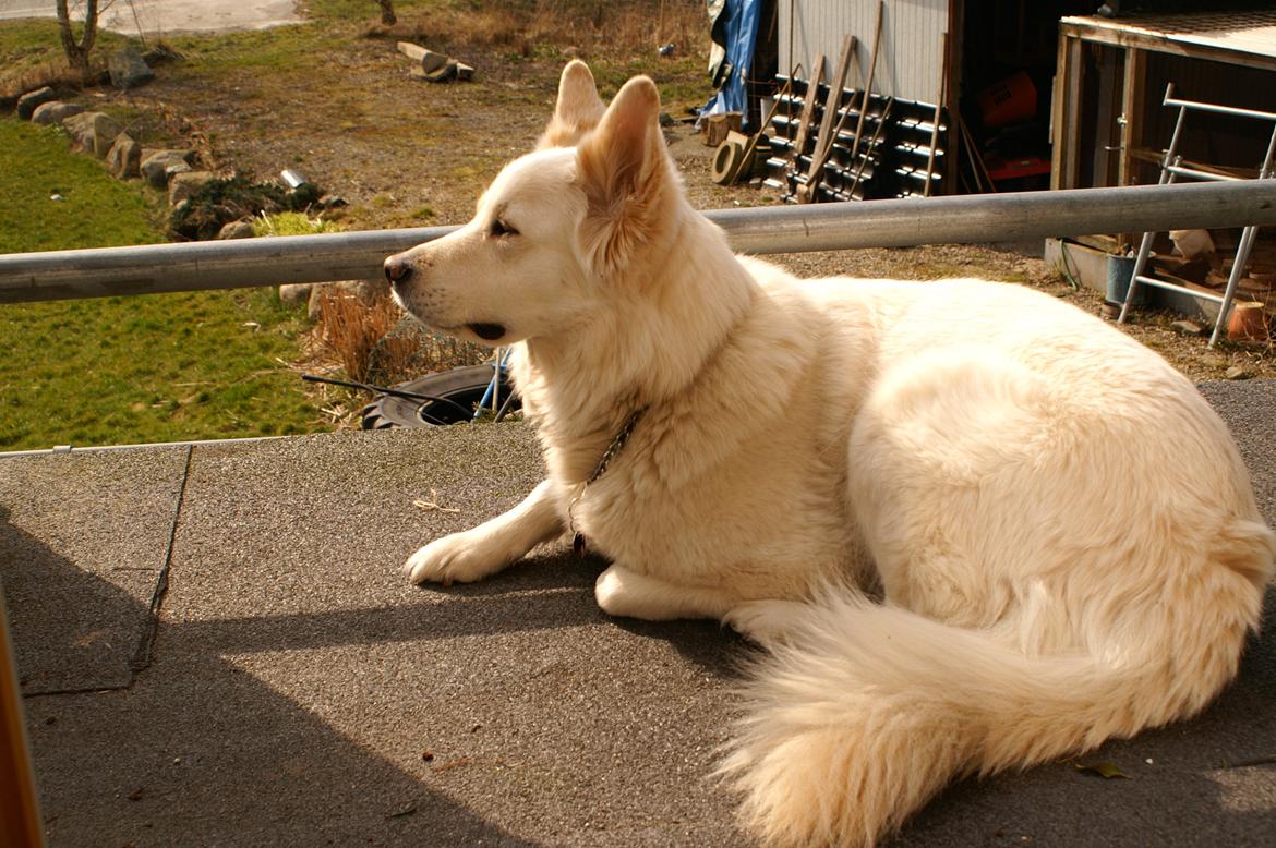 Blanding af racer Abby (Samojed/schæfer Blanding) billede 39