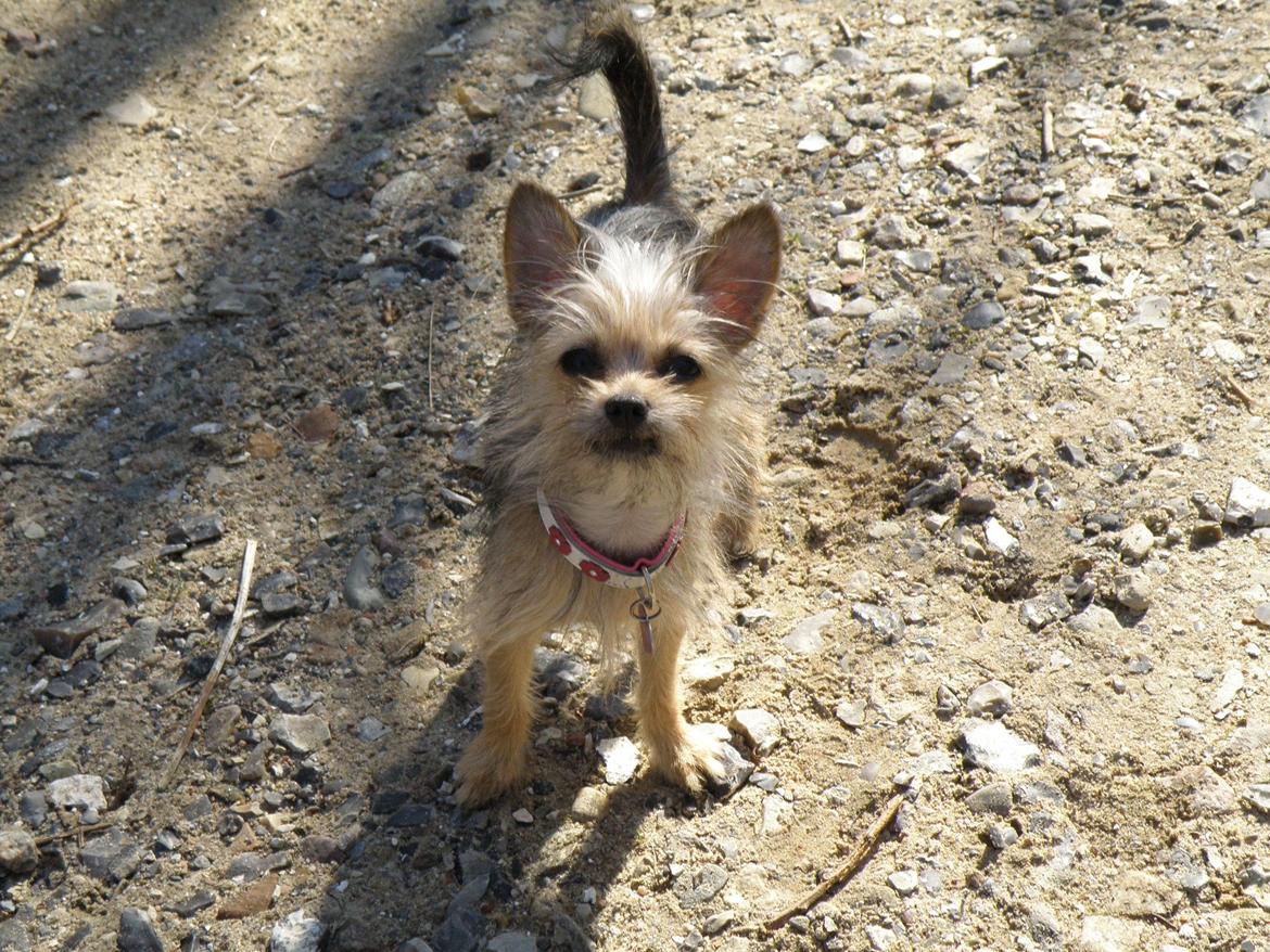 Blanding af racer Casey RIP billede 15