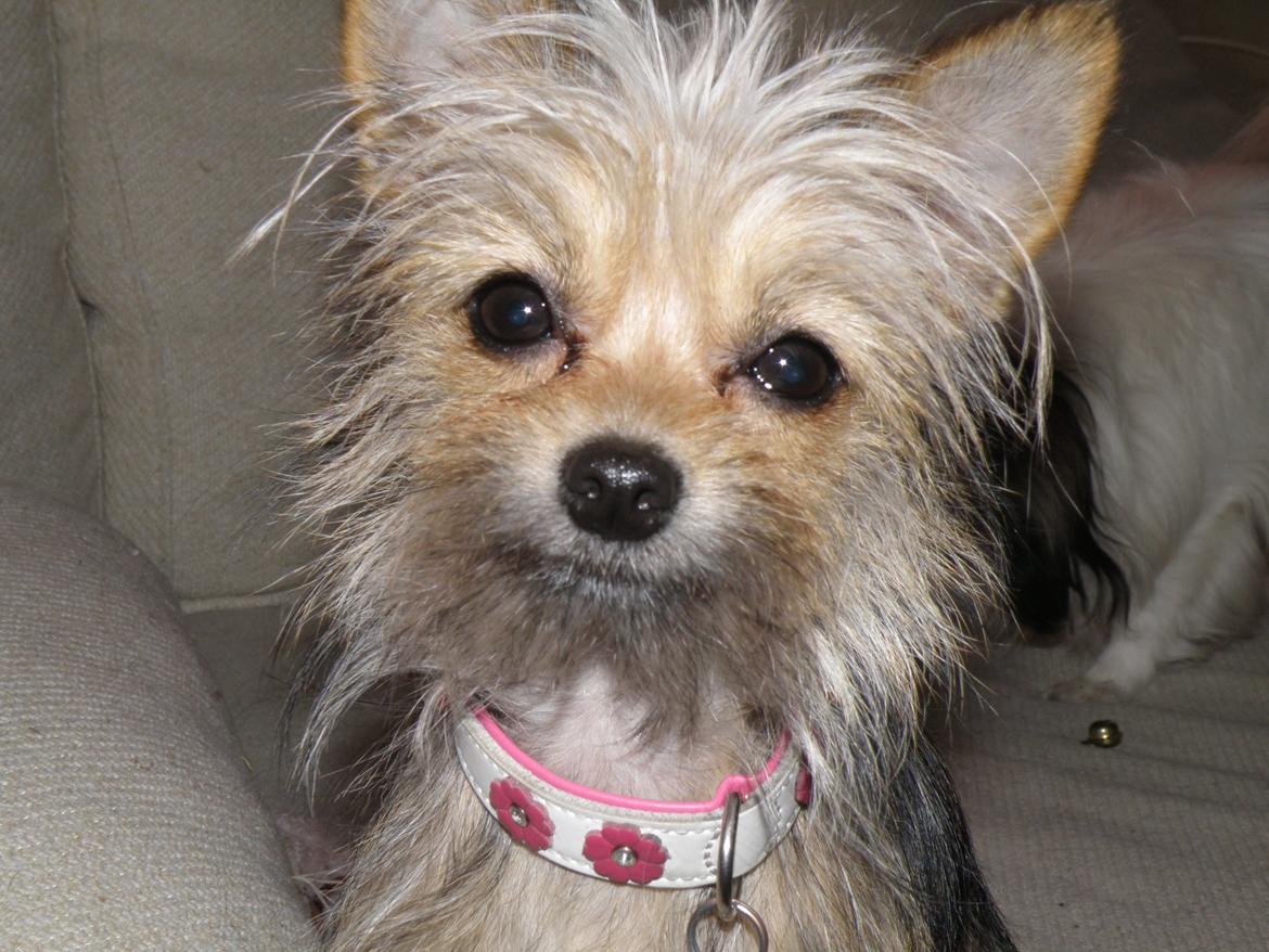 Blanding af racer Casey RIP billede 14