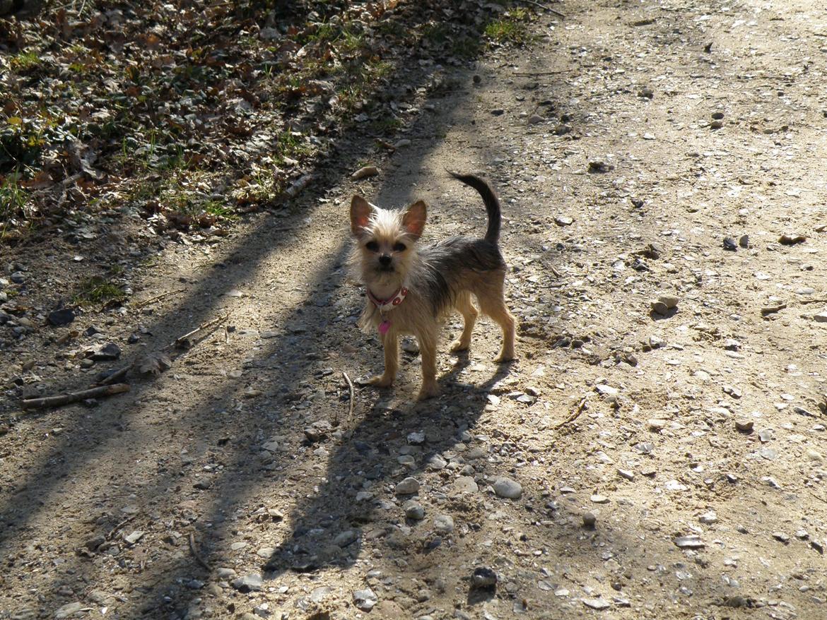 Blanding af racer Casey RIP billede 12