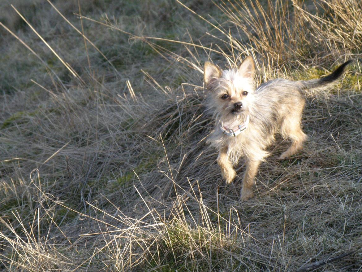 Blanding af racer Casey RIP billede 10