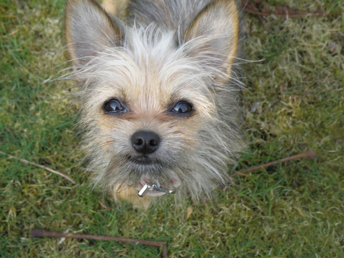 Blanding af racer Casey RIP billede 13