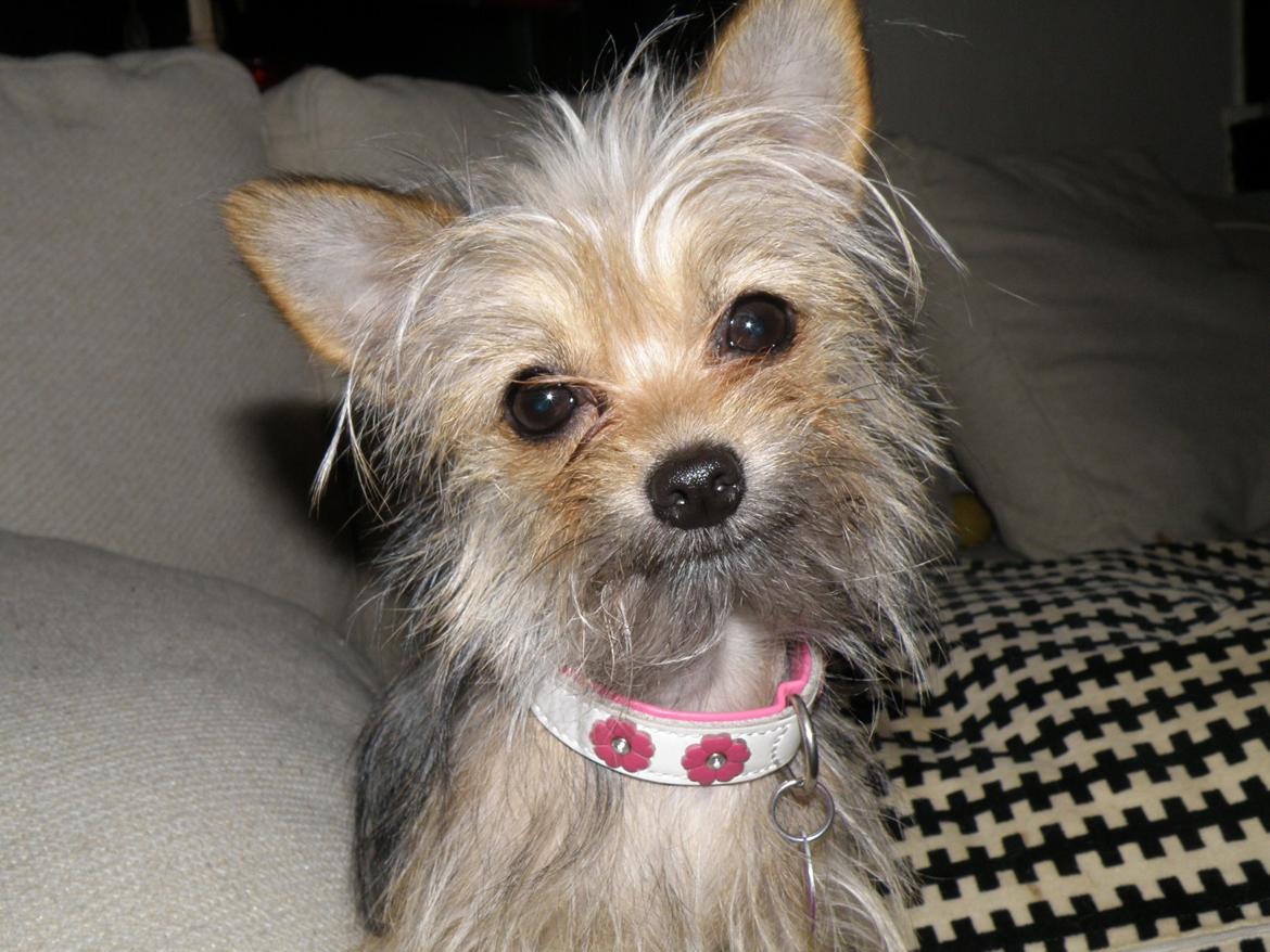 Blanding af racer Casey RIP billede 11