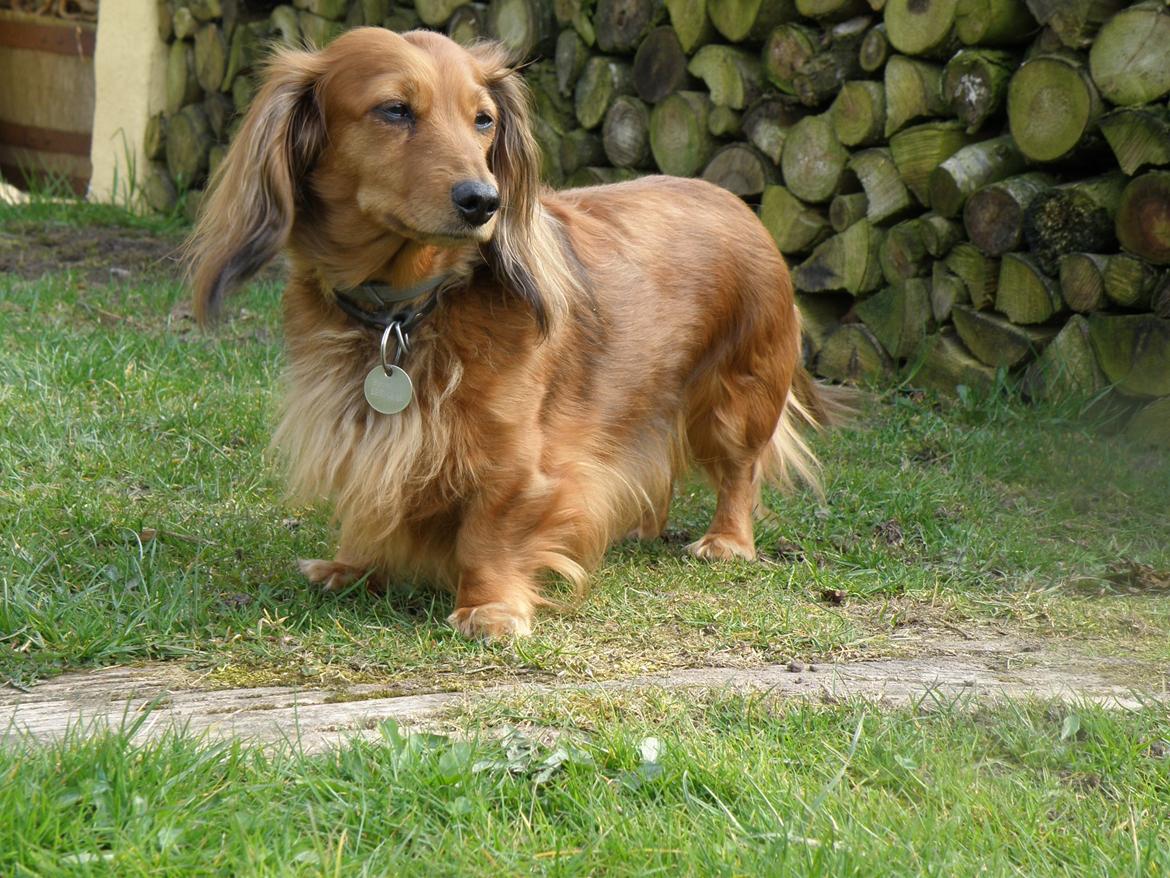 Dværggravhund Lucia *Min mors*RIP billede 8