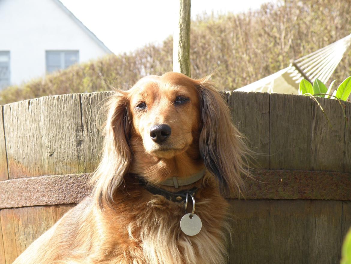 Dværggravhund Lucia *Min mors*RIP billede 9