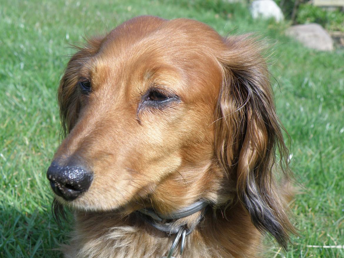 Dværggravhund Lucia *Min mors*RIP billede 10