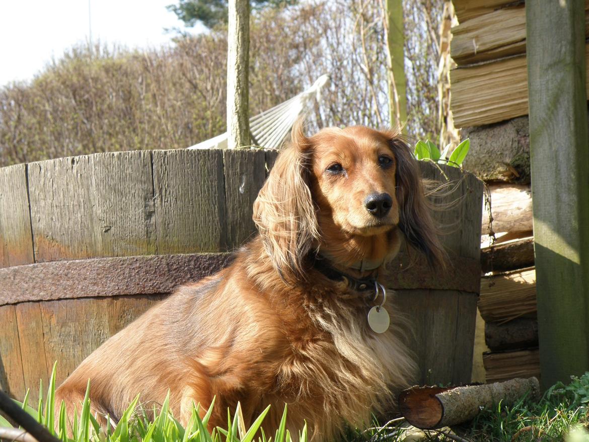 Dværggravhund Lucia *Min mors*RIP billede 11