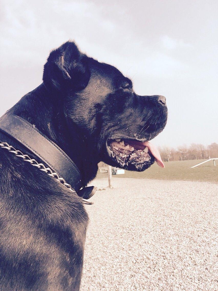 Cane corso Marco billede 24