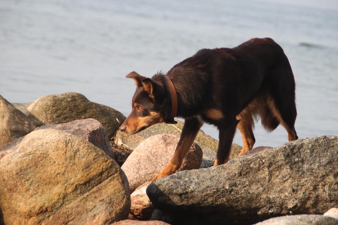 Border collie / Australsk Kelpie - Jack (Sparrow) billede 6