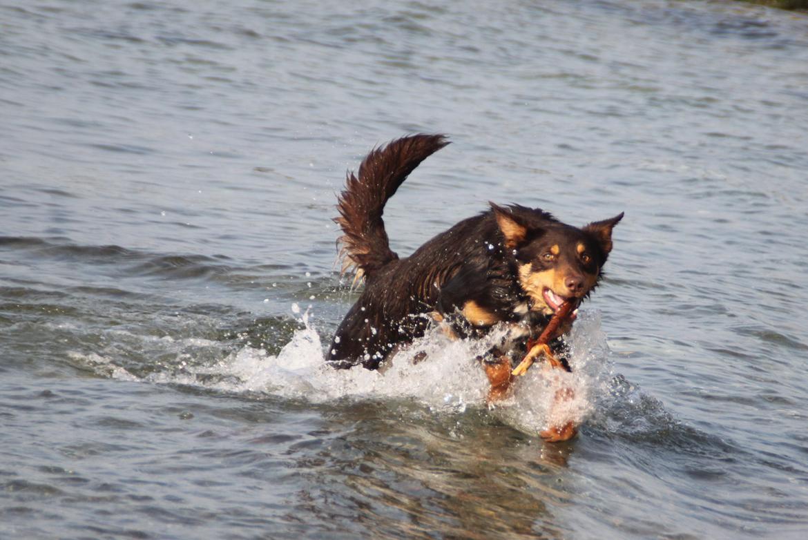 Border collie / Australsk Kelpie - Jack (Sparrow) billede 8