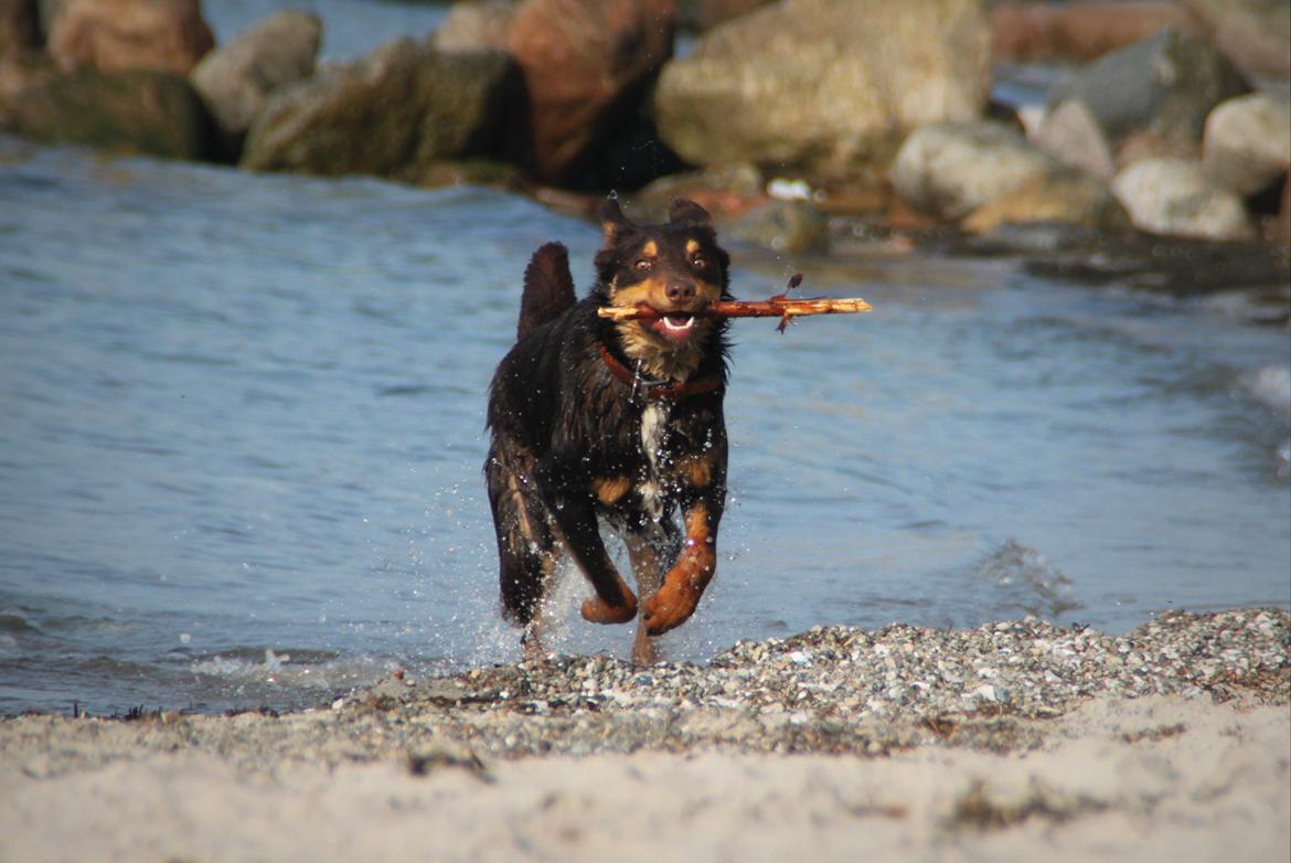 Border collie / Australsk Kelpie - Jack (Sparrow) billede 9