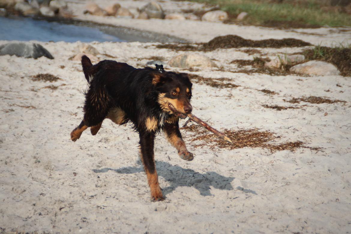 Border collie / Australsk Kelpie - Jack (Sparrow) billede 10