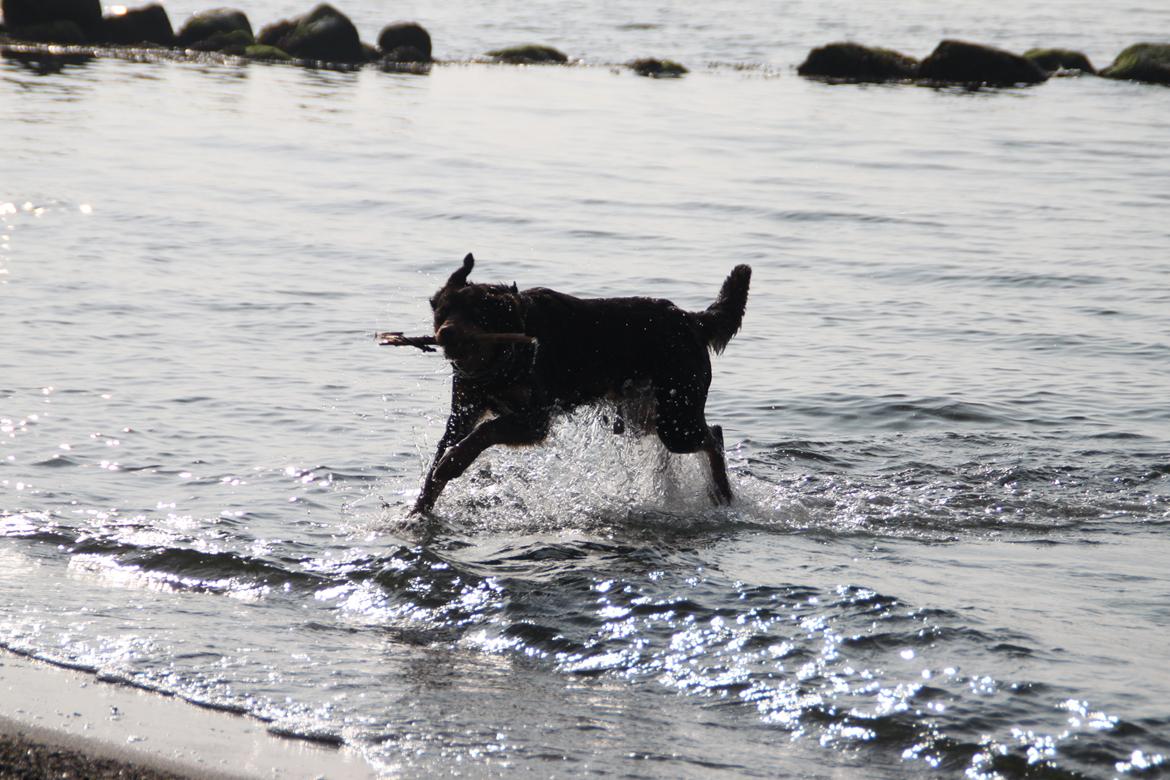 Border collie / Australsk Kelpie - Jack (Sparrow) billede 11