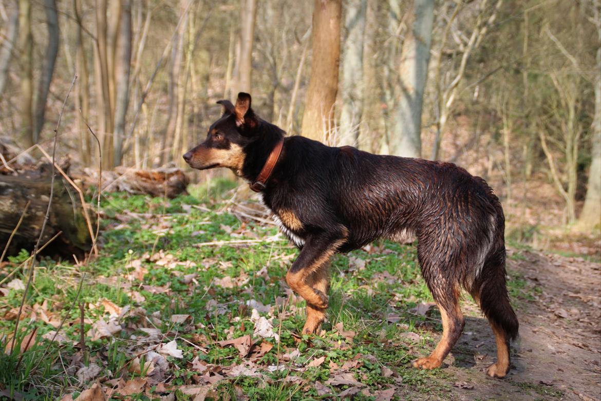 Border collie / Australsk Kelpie - Jack (Sparrow) billede 12
