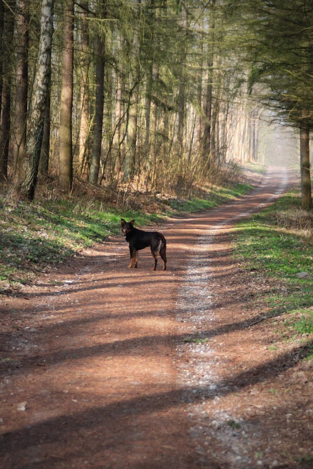 Border collie / Australsk Kelpie - Jack (Sparrow) billede 13
