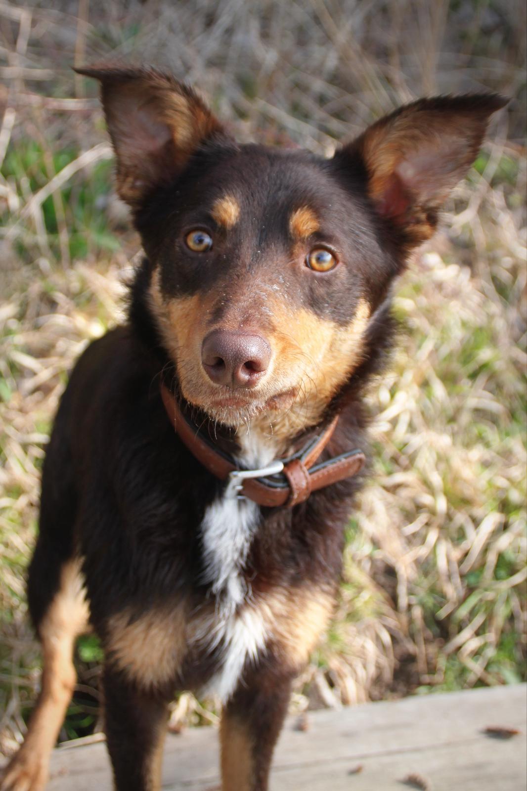 Border collie / Australsk Kelpie - Jack (Sparrow) billede 14