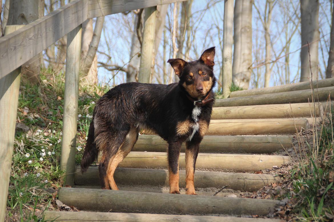 Border collie / Australsk Kelpie - Jack (Sparrow) billede 5