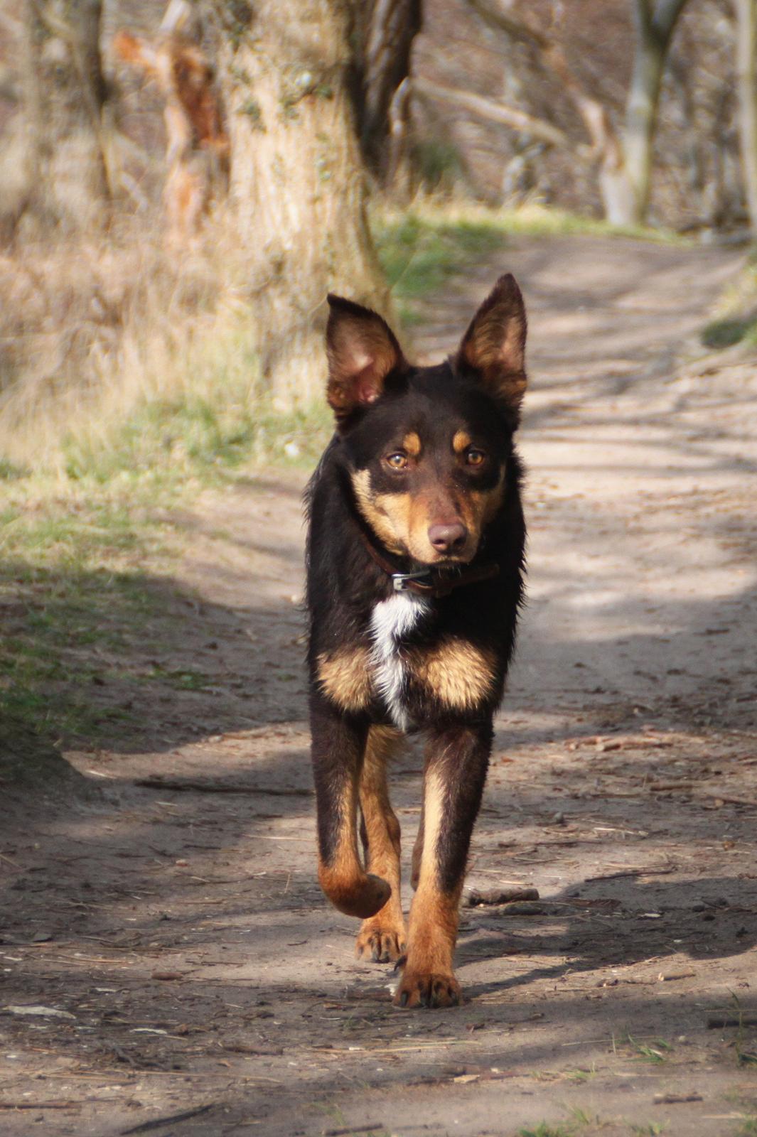 Border collie / Australsk Kelpie - Jack (Sparrow) billede 16