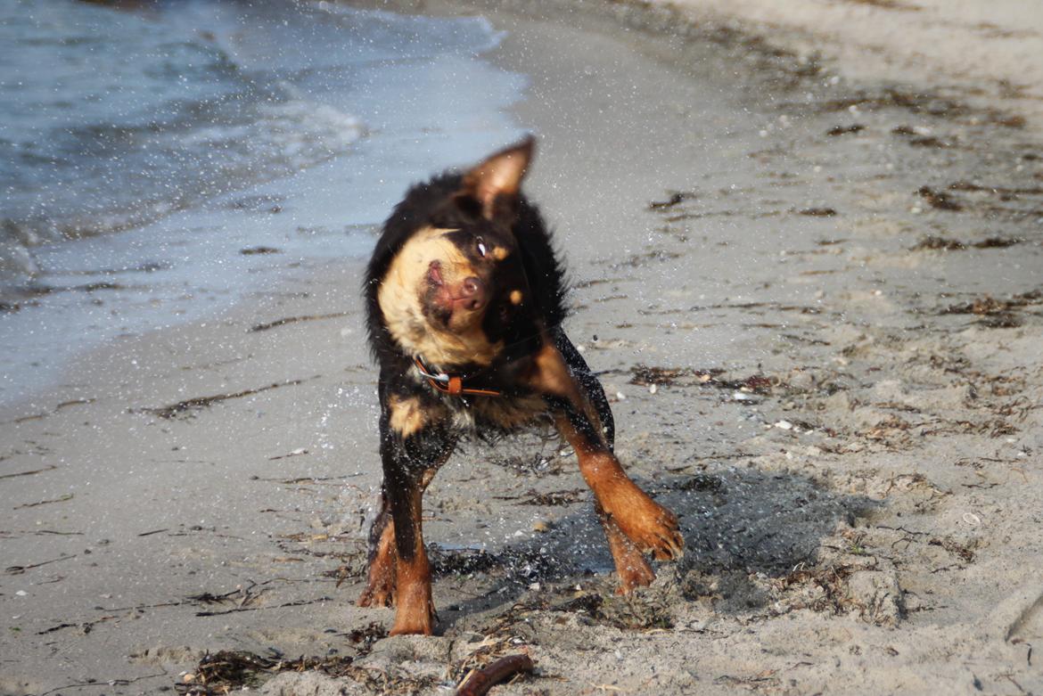Border collie / Australsk Kelpie - Jack (Sparrow) billede 7