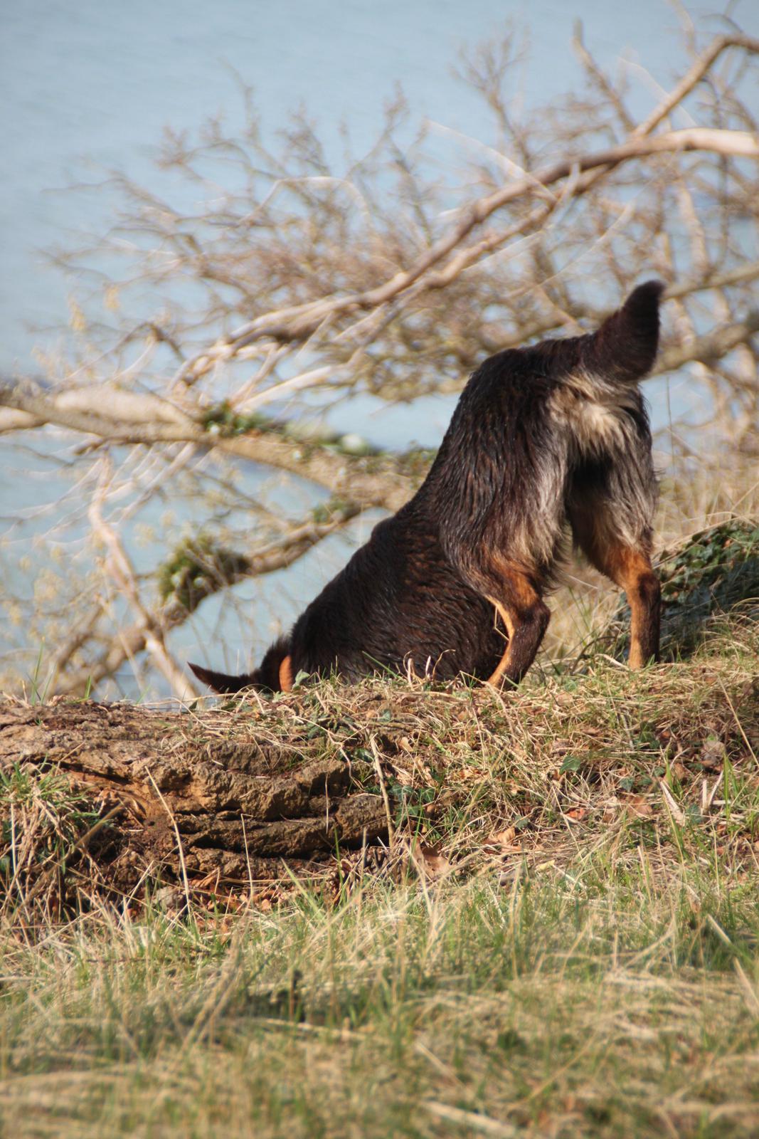 Border collie / Australsk Kelpie - Jack (Sparrow) billede 17