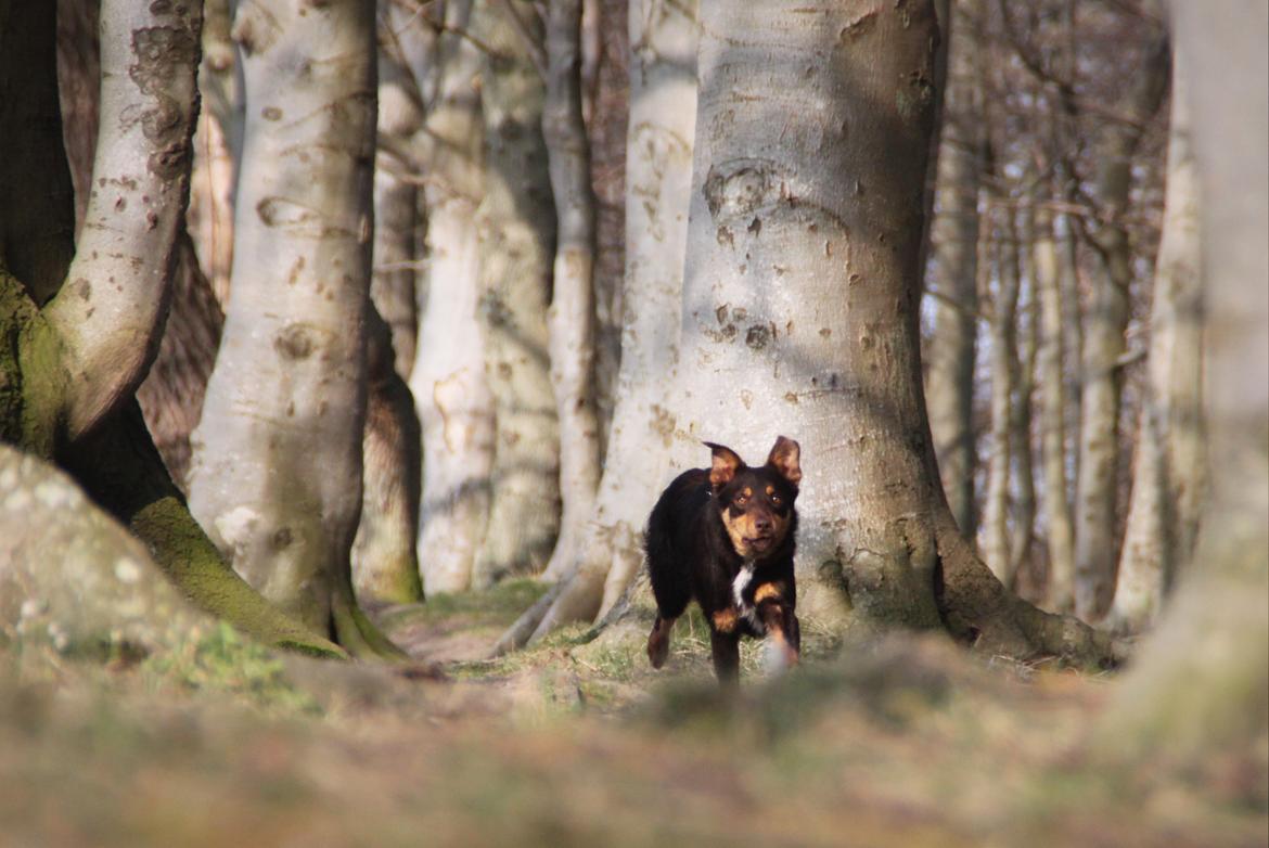 Border collie / Australsk Kelpie - Jack (Sparrow) billede 19