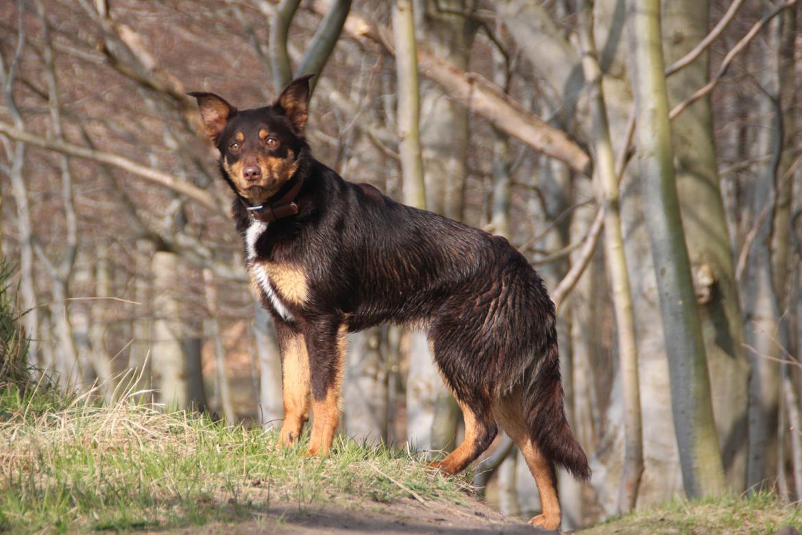 Border collie / Australsk Kelpie - Jack (Sparrow) billede 18