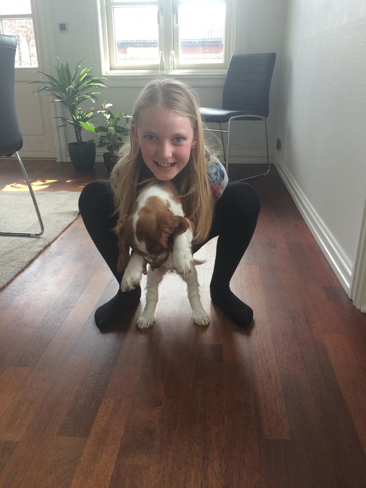 Welsh springer spaniel ELEGANCE ( NALA ) - Lillesøster og Nala <3 billede 7