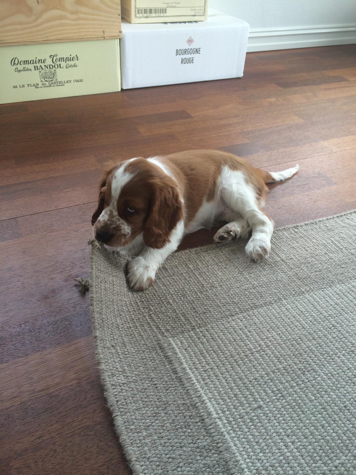 Welsh springer spaniel ELEGANCE ( NALA ) - Når lille fisen er på ballade. <3 billede 6