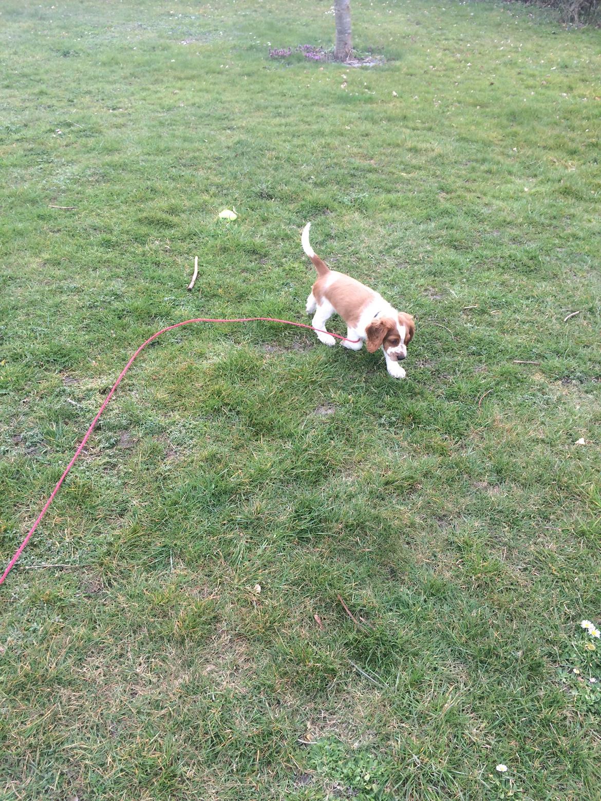 Welsh springer spaniel ELEGANCE ( NALA ) billede 5