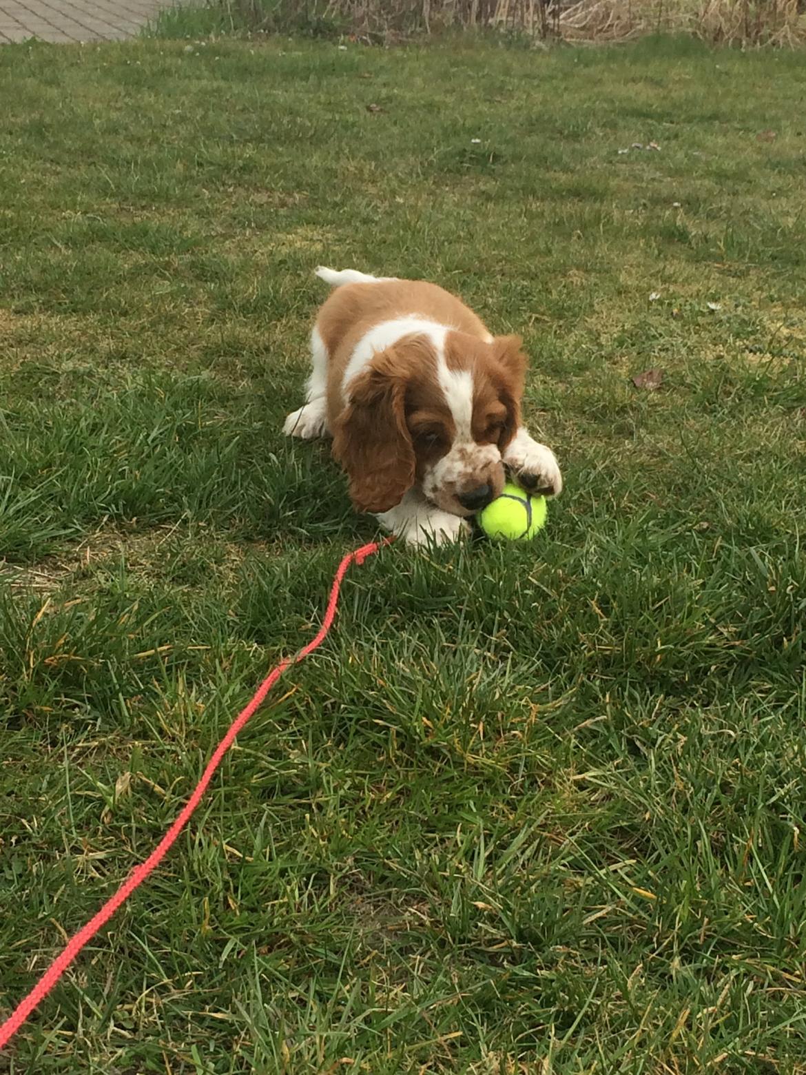 Welsh springer spaniel ELEGANCE ( NALA ) - "Den bold er altså ret go" <3 billede 1
