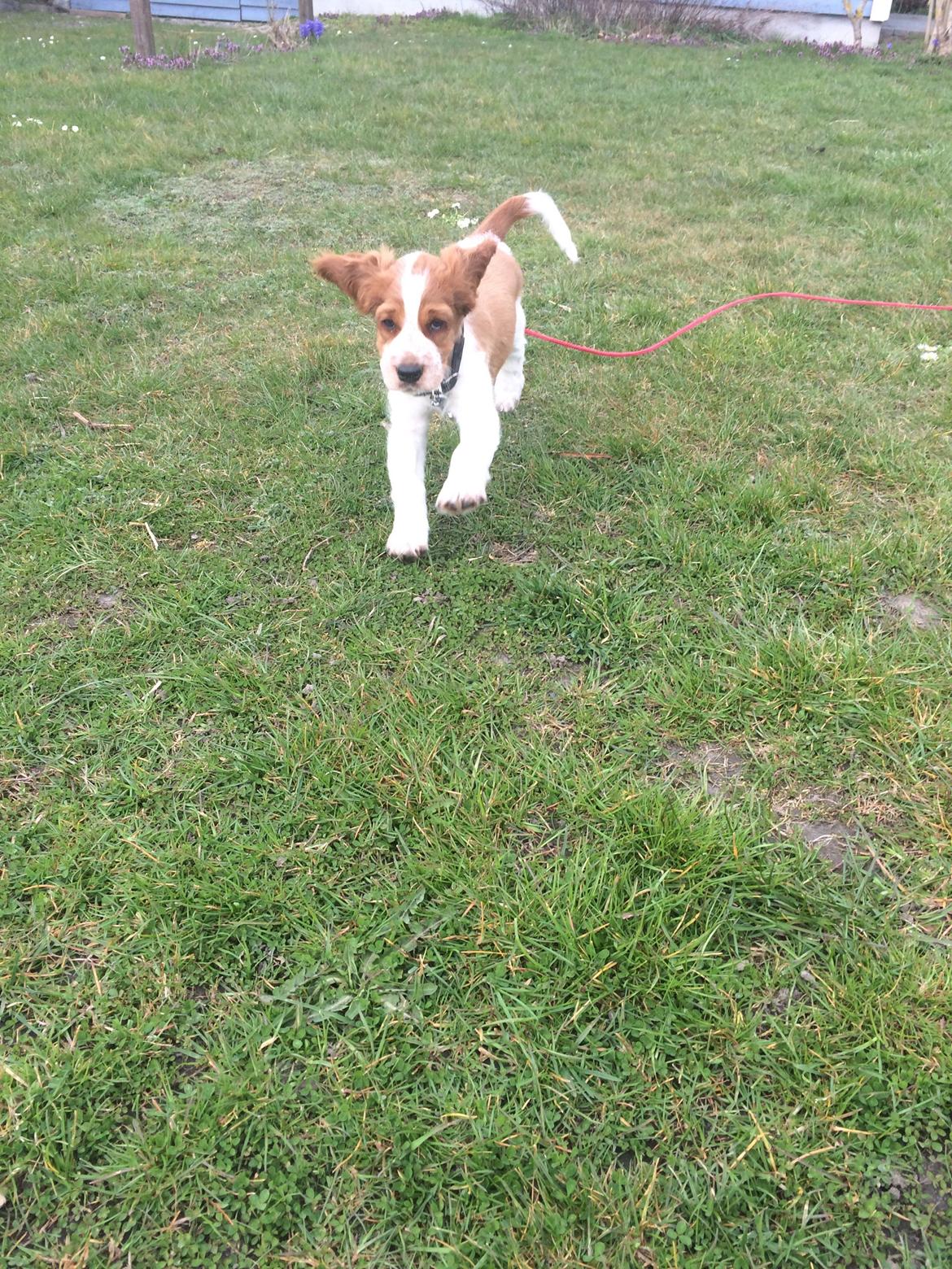 Welsh springer spaniel ELEGANCE ( NALA ) - "Jaaa, jeg kommer nu" billede 8