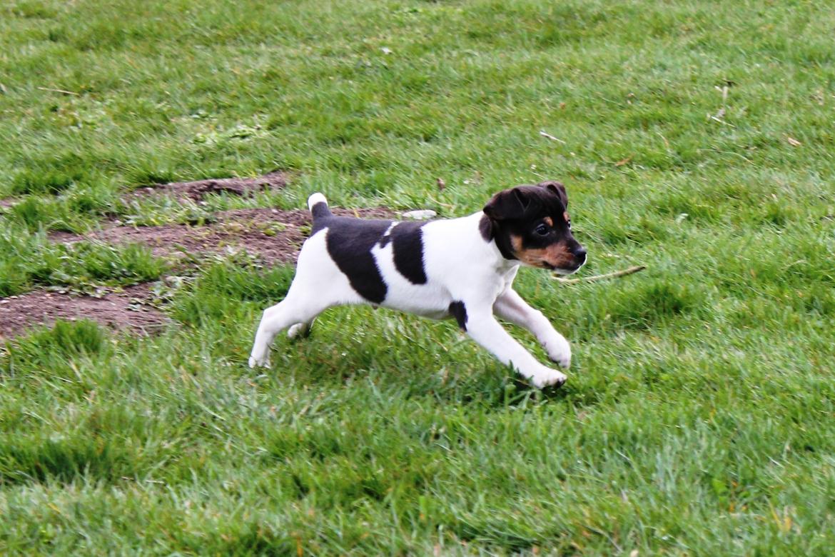 Dansk svensk gaardhund Kvik billede 9