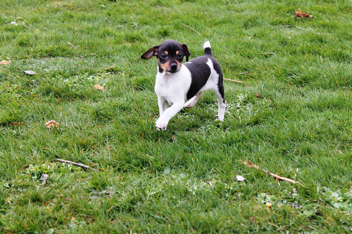 Dansk svensk gaardhund Kvik billede 10